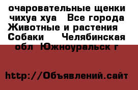 очаровательные щенки чихуа-хуа - Все города Животные и растения » Собаки   . Челябинская обл.,Южноуральск г.